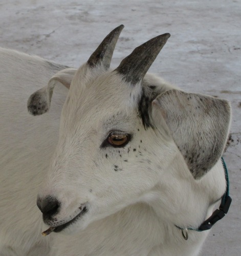 goats-with-horns